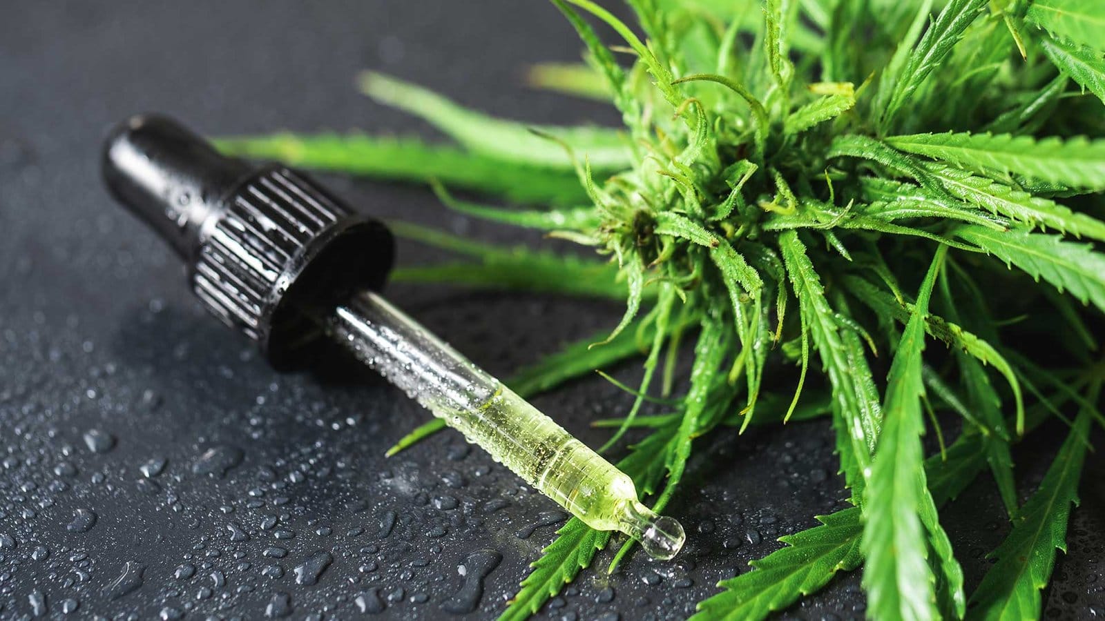 cannabis medicinal